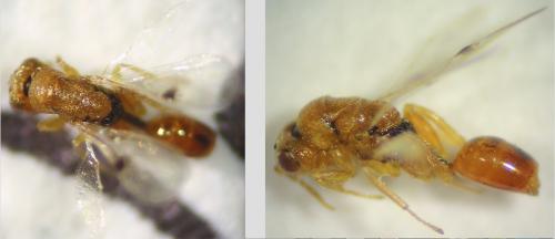 Réf. 269 001 : Sycophila sp.